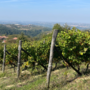 Vendemmia 2025: qualità in crescita tra DOC e DOCG piemontesi