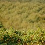 Filiera corta in Piemonte: cooperazione, filiere e un territorio da raccontare