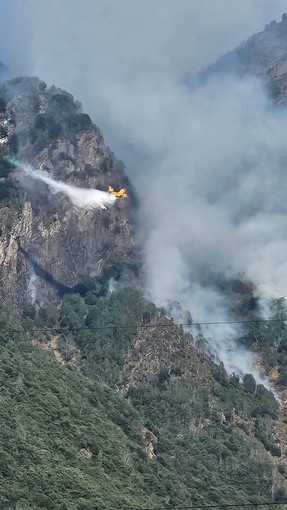 Incendio ancora attivo a Beura Cardezza, proseguono i lanci dei Canadair Incendio ancora attivo a Beura Cardezza, proseguono i lanci dei Canadair