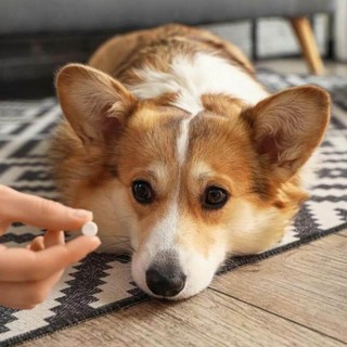 Antiparassitari per cani: guida completa e sicura