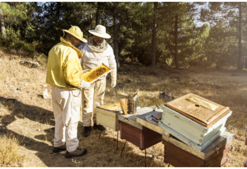Coldiretti Novara-Vco: i cambiamenti climatici mettono a rischio la produzione di miele