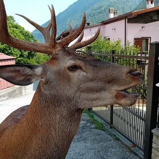 Il cervo che si aggira per Bannio Anzino