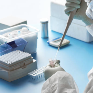 Hantavirus, la regione invia la circolare del ministero ad Asl e professionisti: "Nessun allarme" Hantavirus, la regione invia la circolare del ministero ad Asl e professionisti: "Nessun allarme"