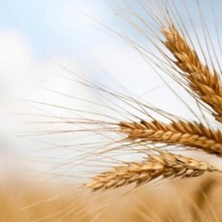 Invasione di grano canadese in Italia: allarme per il rischio di danni al settore agricolo