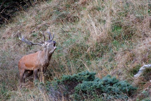 Minimo l'impatto della caccia su ambiente e fauna