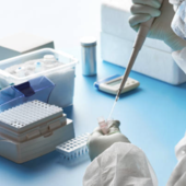 Hantavirus, la regione invia la circolare del ministero ad Asl e professionisti: "Nessun allarme"