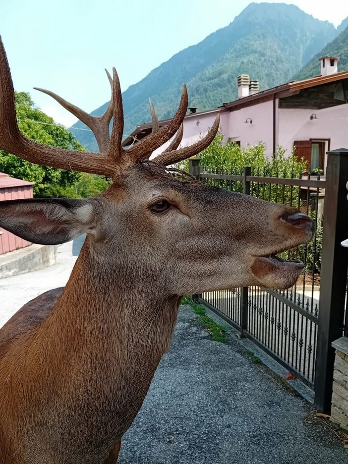 Il cervo che si aggira per Bannio Anzino