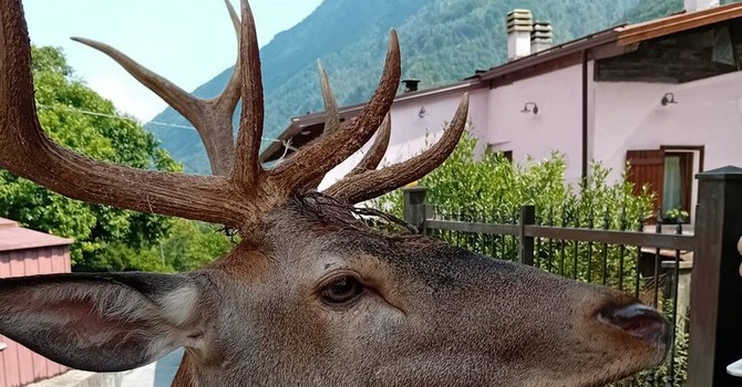 Il cervo che si aggira per Bannio Anzino Il cervo che si aggira per Bannio Anzino