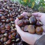 Le castagne simbolo autunnale Le castagne simbolo autunnale