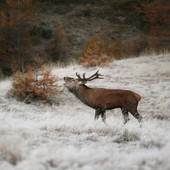 Chiusa la stagione venatoria in Svizzera Chiusa la stagione venatoria in Svizzera