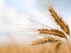 Invasione di grano canadese in Italia: allarme per il rischio di danni al settore agricolo
