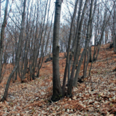 Ceduo di castagno, Uncem con imprese e Comuni: “Serve prorogare il periodo di taglio” Ceduo di castagno, Uncem con imprese e Comuni: “Serve prorogare il periodo di taglio”