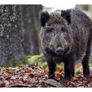 Peste suina in Piemonte: “Un commissario straordinario per la fauna selvatica”