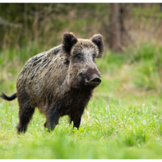 Peste suina e danni alle campagne, pochi istituti venatori anticipano la caccia al cinghiale