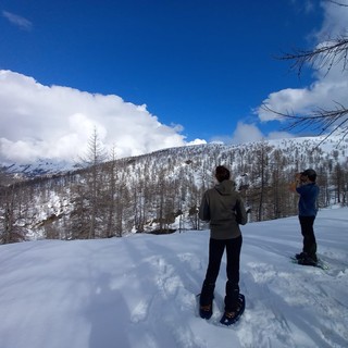 Monitoraggio primaverile: record di fagiani all’Alpe Devero, calo significativo all’Alpe Veglia