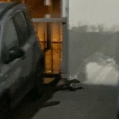 ''Chi paga i danni delle auto danneggiate dalle faine?'' ''Chi paga i danni delle auto danneggiate dalle faine?''
