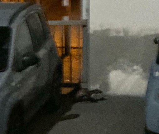 Una faina si aggira tre le auto nel parcheggio sotterraneo dell'ospedale domese Una faina si aggira tre le auto nel parcheggio sotterraneo dell'ospedale domese