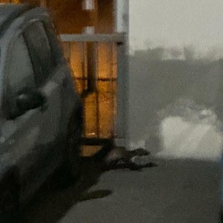 Una faina si aggira tre le auto nel parcheggio sotterraneo dell'ospedale domese