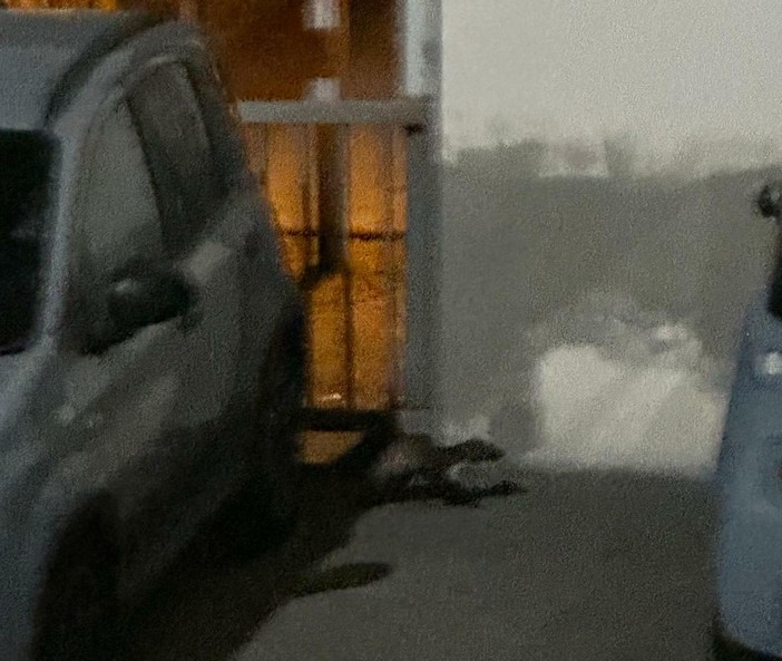 Una faina si aggira tre le auto nel parcheggio sotterraneo dell'ospedale domese