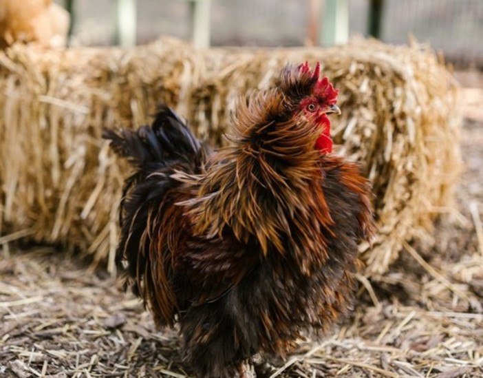 Coldiretti Piemonte: bene fondi per filiera avicola per competitività e benessere animale