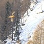 Cresce anche in Svizzera il numero di gipeti