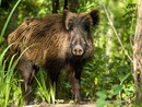 Coldiretti Piemonte, danni fauna selvatica: percentuale di risarcimento troppo bassa Coldiretti Piemonte, danni fauna selvatica: percentuale di risarcimento troppo bassa