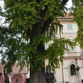 In Piemonte 319 alberi monumentali: l'analisi di Coldiretti