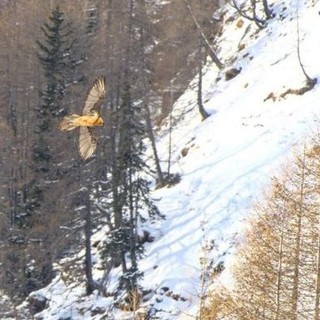 Cresce anche in Svizzera il numero di gipeti