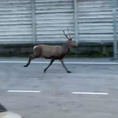 Cervo avvistato in zona Nosere VIDEO