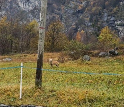 L'Ente delle Aree Protette conferma l'aumento dei lupi tra Ossola e Canton Ticino