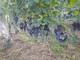 Inizia la vendemmia delle uve ossolane