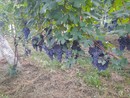 Inizia la vendemmia delle uve ossolane