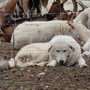 Il ritorno del lupo in Ossola: come convivere con i cani da guardiania negli alpeggi