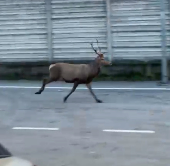 Cervo avvistato in zona Nosere VIDEO