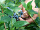 Dalla terra al consumatore: la filiera corta di Joinfruit