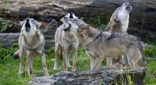 Domani a Crodo il convegno sulla gestione dei lupi