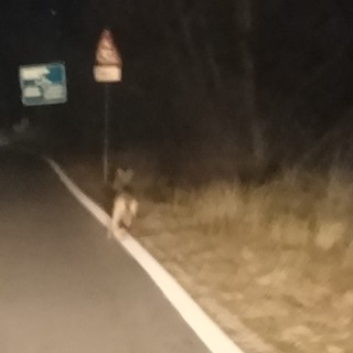 Lupo avvistato a Domodossola: segnalazione in via Piave nella serata di ieri