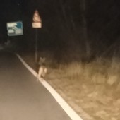 Lupo avvistato a Domodossola: segnalazione in via Piave nella serata di ieri