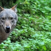 Lupo, Futuro Nazionale Vco: "La convivenza tra predatori e aziende agricole non è più possibile"