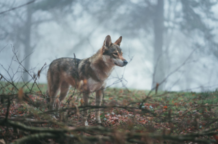 Lav Vco contro la candidatura di Barbazza in provincia: &quot;Nessuna empatia e sensibilità per la fauna selvatica&quot;