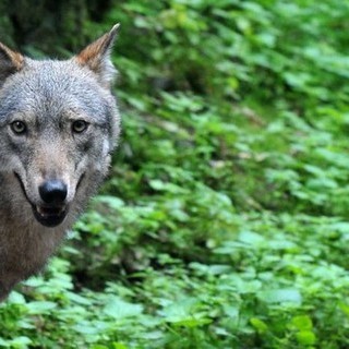 Si susseguono gli avvistamenti di lupi in Valle Anzasca
