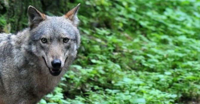 Declassamento del lupo: a Crodo l’annuncio di un emendamento per sbloccare l’iter