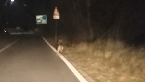 Lupo avvistato a Domodossola: segnalazione in via Piave nella serata di ieri Lupo avvistato a Domodossola: segnalazione in via Piave nella serata di ieri