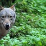 Il Vallese vuole 'rimuovere'  due branchi di lupi : uno è al Sempione