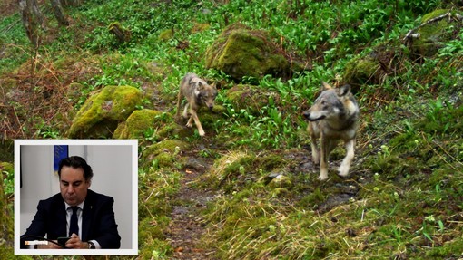 ''Bisogna arrivare al più presto ai piani di contenimento del lupo''