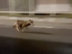 Un lupo tra le case nella zona sud di Villadossola VIDEO Un lupo tra le case nella zona sud di Villadossola VIDEO