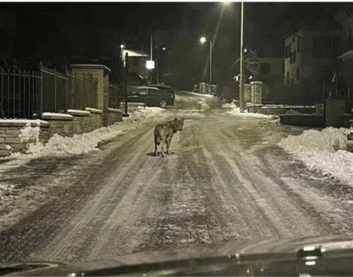 Foto: l'immmagine col lupo che si aggirava lo scorso dicembre a Druogno