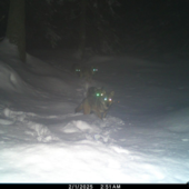 Lupo nel Vco: almeno 49 esemplari e 8 branchi confermati Lupo nel Vco: almeno 49 esemplari e 8 branchi confermati