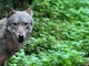 Via libera all'abbattimento di tre lupi nei Grigioni