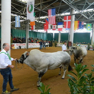 Fondi Mipaaf, 5 milioni per i bovini di Razza Piemontese
